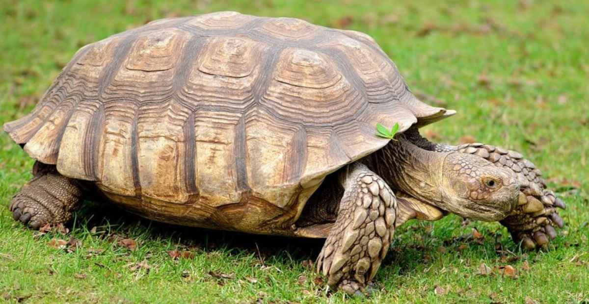 Tortoise-at-Lekki-Conservation-Centre-Lagos